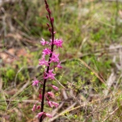 Dipodium punctatum at Mittagong, NSW - 5 Jan 2024 by Aussiegall