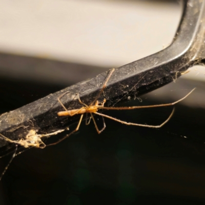 Tetragnatha sp. (genus) (Long-jawed spider) at Captains Flat, NSW - 5 Jan 2024 by Csteele4