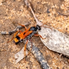 Unidentified Spider wasp (Pompilidae) at Penrose, NSW - 5 Jan 2024 by Aussiegall
