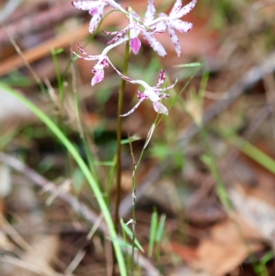 Dipodium variegatum (Blotched Hyacinth Orchid) at Moruya, NSW - 5 Jan 2024 by LisaH