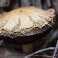 Bolete sp. (Bolete sp.) at Moruya, NSW - 5 Jan 2024 by LisaH