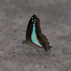 Graphium choredon at Ormiston, QLD - 3 Jan 2024 09:03 AM