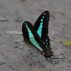 Graphium choredon at Ormiston, QLD - 3 Jan 2024 09:03 AM