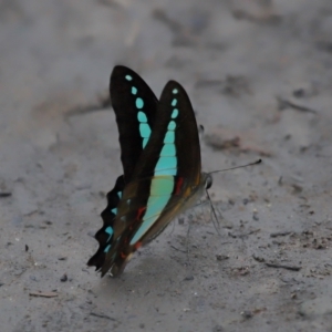 Graphium choredon at Ormiston, QLD - 3 Jan 2024 09:03 AM