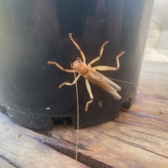 Gryllacrididae (family) (Wood, Raspy or Leaf Rolling Cricket) at Khancoban, NSW - 6 Jan 2024 by Renden