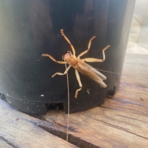 Gryllacrididae (family) at Khancoban, NSW - 6 Jan 2024