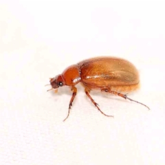 Melolonthinae (subfamily) (Cockchafer) at Turner, ACT - 1 Jan 2024 by ConBoekel