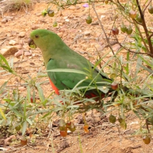 Alisterus scapularis at Dryandra St Woodland - 1 Jan 2024 10:35 AM