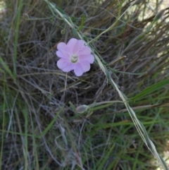 Convolvulus angustissimus subsp. angustissimus (Australian Bindweed) at Murga, NSW - 2 Jan 2024 by Paul4K