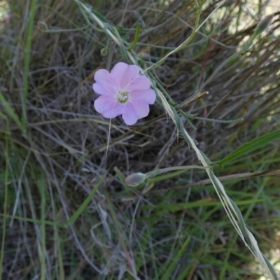 Convolvulus angustissimus subsp. angustissimus (Australian Bindweed) at Murga, NSW - 2 Jan 2024 by Paul4K