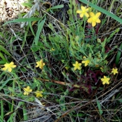 Hypericum gramineum (Small St Johns Wort) at Murga, NSW - 2 Jan 2024 by Paul4K