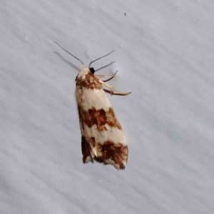 Halone sejuncta at Turner, ACT - 1 Jan 2024 09:32 PM