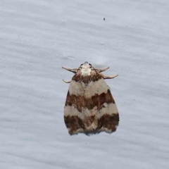 Halone sejuncta at Turner, ACT - 1 Jan 2024 09:32 PM