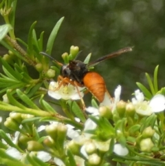 Unidentified Flower wasp (Scoliidae or Tiphiidae) at Murga, NSW - 2 Jan 2024 by Paul4K