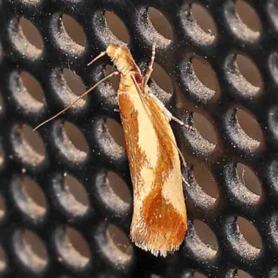 Thema psammoxantha (A concealer moth) at Turner, ACT - 1 Jan 2024 by ConBoekel