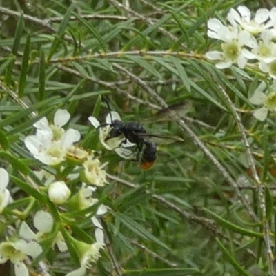 Unverified Flower wasp (Scoliidae or Tiphiidae) at  - suppressed by Paul4K