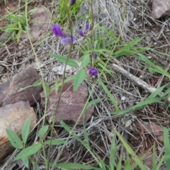 Glycine tabacina (Variable Glycine) at Murga, NSW - 3 Jan 2024 by Paul4K