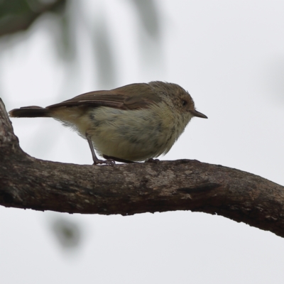 Acanthiza reguloides (Buff-rumped Thornbill) at Bruce Ridge to Gossan Hill - 4 Jan 2024 by Trevor