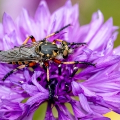 Thereutria amaraca at Penrose, NSW - 5 Jan 2024 by Aussiegall