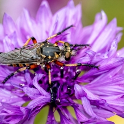 Thereutria amaraca at Penrose, NSW - 5 Jan 2024 by Aussiegall