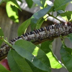 Chelepteryx collesi at Weston, ACT - suppressed