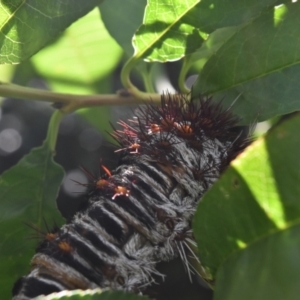 Chelepteryx collesi at Weston, ACT - suppressed