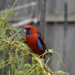 Platycercus elegans (Crimson Rosella) at Weston, ACT - 10 Dec 2023 by jmcleod