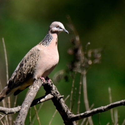Spilopelia chinensis (Spotted Dove) at Melba, ACT - 5 Jan 2024 by Thurstan