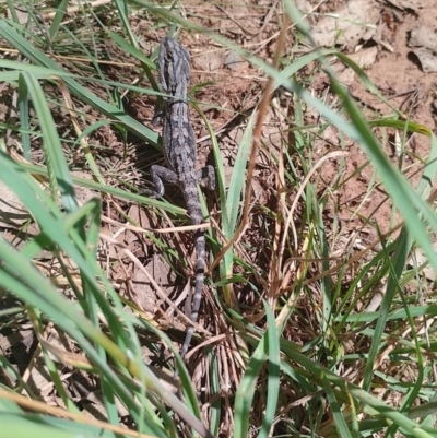 Pogona barbata (Eastern Bearded Dragon) at Symonston, ACT - 5 Jan 2024 by CallumBraeRuralProperty