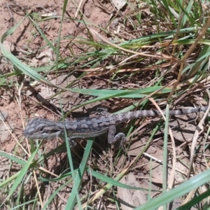 Pogona barbata at Symonston, ACT - suppressed