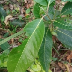 Rhodomyrtus psidioides (native guava) at The Gap, NSW - 4 Jan 2024 by poszum