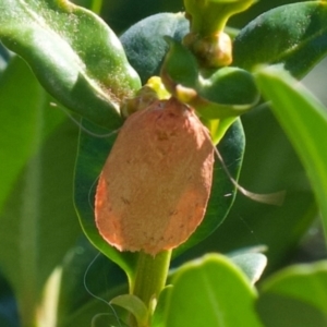 Garrha (genus) at Murrumbateman, NSW - 6 Jan 2024