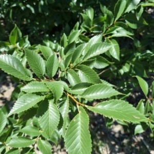 Ulmus procera at Yarralumla, ACT - 6 Jan 2024 12:01 PM