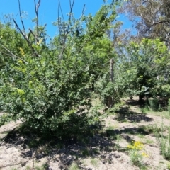 Ulmus procera at Yarralumla, ACT - 6 Jan 2024