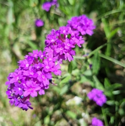 Verbena rigida var. rigida (Veined Verbena) at Yarralumla, ACT - 6 Jan 2024 by jpittock