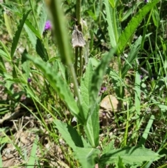 Verbena rigida var. rigida at Yarralumla, ACT - 6 Jan 2024