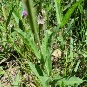 Verbena rigida var. rigida at Yarralumla, ACT - 6 Jan 2024