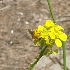Lasioglossum (Chilalictus) sp. (genus & subgenus) (Halictid bee) at Debenham St Pedestrian Parkland (DBP) - 6 Jan 2024 by ChrisBenwah