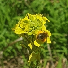 Lasioglossum (Chilalictus) sp. (genus & subgenus) at Debenham St Pedestrian Parkland (DBP) - 6 Jan 2024 11:40 AM