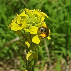 Lasioglossum (Chilalictus) sp. (genus & subgenus) at Debenham St Pedestrian Parkland (DBP) - 6 Jan 2024 11:40 AM