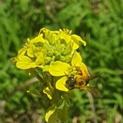 Lasioglossum (Chilalictus) sp. (genus & subgenus) at Debenham St Pedestrian Parkland (DBP) - 6 Jan 2024