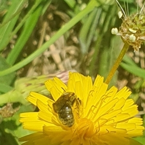 Lasioglossum (Chilalictus) sp. (genus & subgenus) at Debenham St Pedestrian Parkland (DBP) - 6 Jan 2024