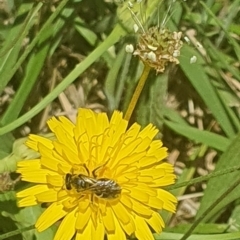 Lasioglossum (Chilalictus) sp. (genus & subgenus) at Debenham St Pedestrian Parkland (DBP) - 6 Jan 2024