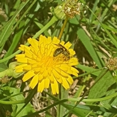 Lasioglossum (Chilalictus) sp. (genus & subgenus) at Debenham St Pedestrian Parkland (DBP) - 6 Jan 2024 11:39 AM