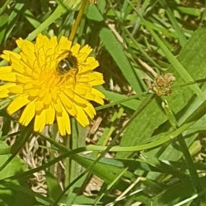 Lasioglossum (Chilalictus) sp. (genus & subgenus) at Debenham St Pedestrian Parkland (DBP) - 6 Jan 2024