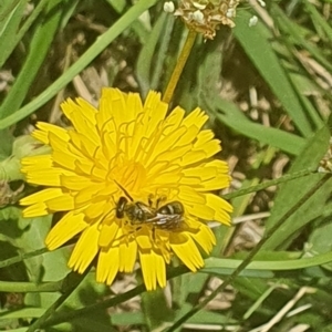 Lasioglossum (Chilalictus) sp. (genus & subgenus) at Debenham St Pedestrian Parkland (DBP) - 6 Jan 2024