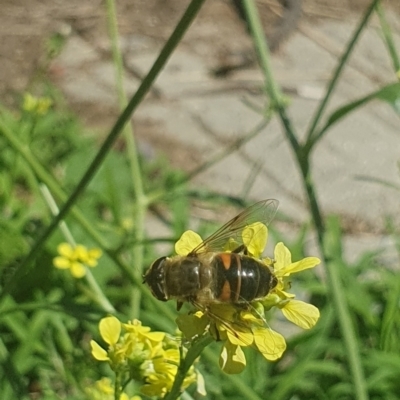 Eristalis tenax (Drone fly) at Mawson, ACT - 6 Jan 2024 by ChrisBenwah