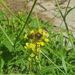 Eristalis tenax at Debenham St Pedestrian Parkland (DBP) - 6 Jan 2024