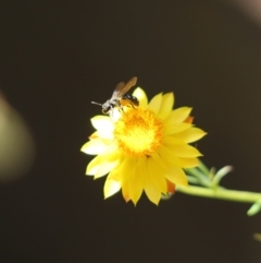 Lasioglossum (Chilalictus) sp. (genus & subgenus) (Halictid bee) at Cook, ACT - 23 Dec 2023 by Tammy