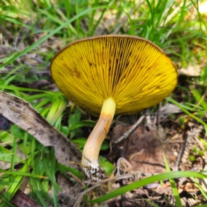 Phylloporus sp. at QPRC LGA - 6 Jan 2024